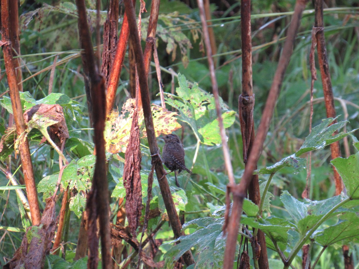 Pacific Wren - ML624241960