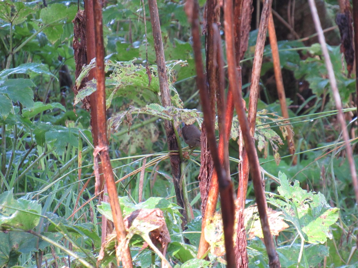 Pacific Wren - ML624241961