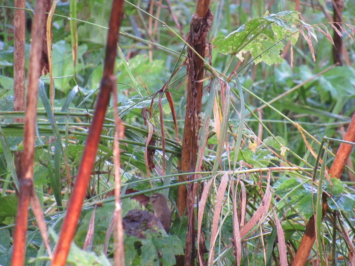 Pacific Wren - ML624241962