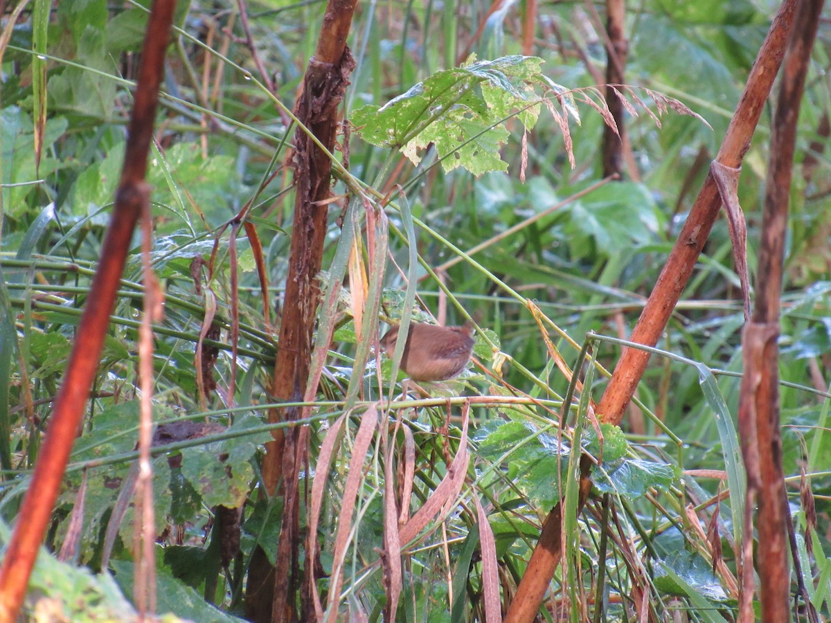 Pacific Wren - ML624241963