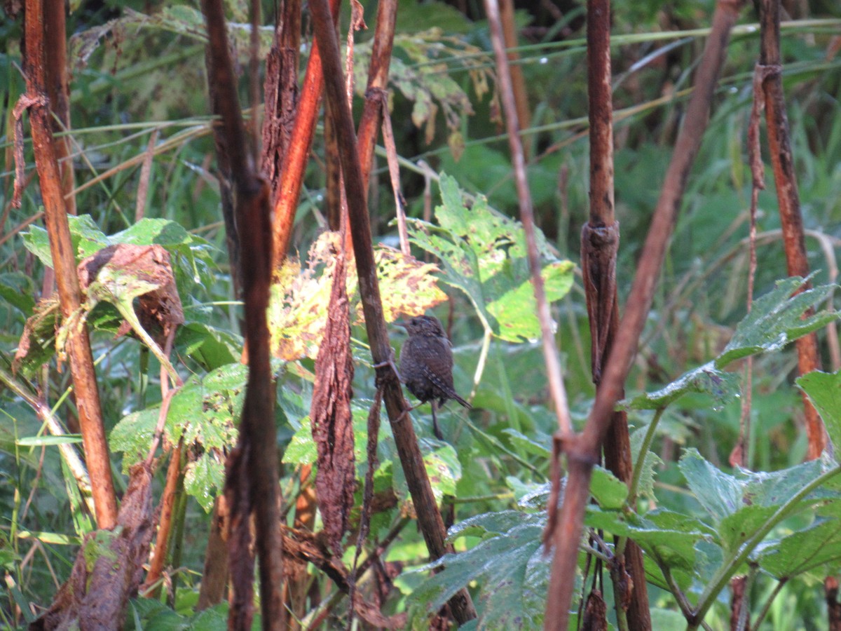 Pacific Wren - Spectacled Redhead