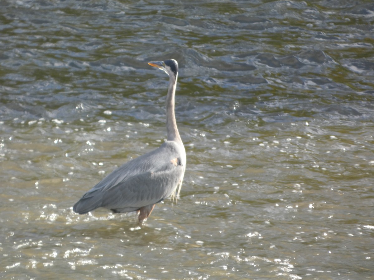 Great Blue Heron - ML624241968