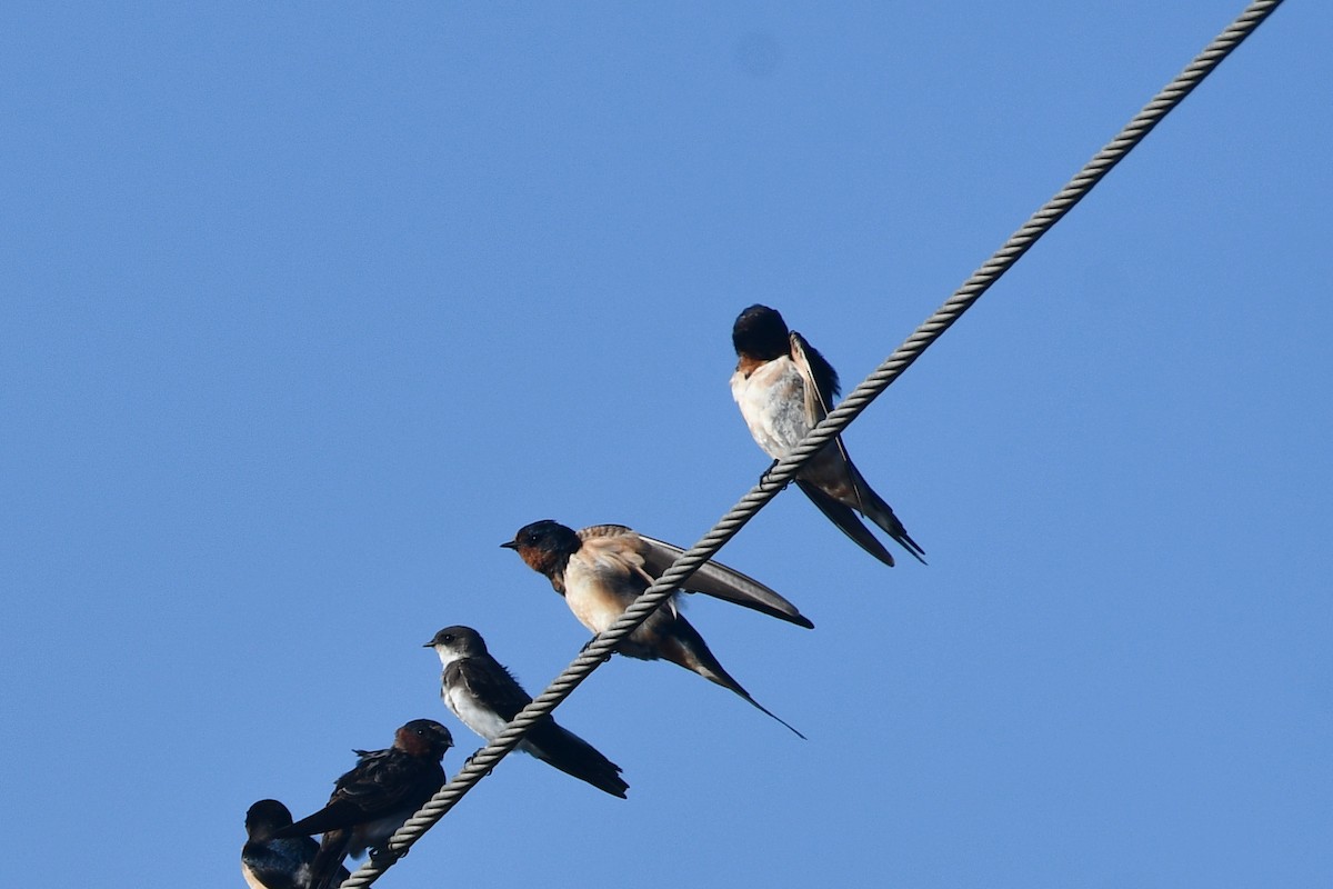 Barn Swallow (American) - ML624242029