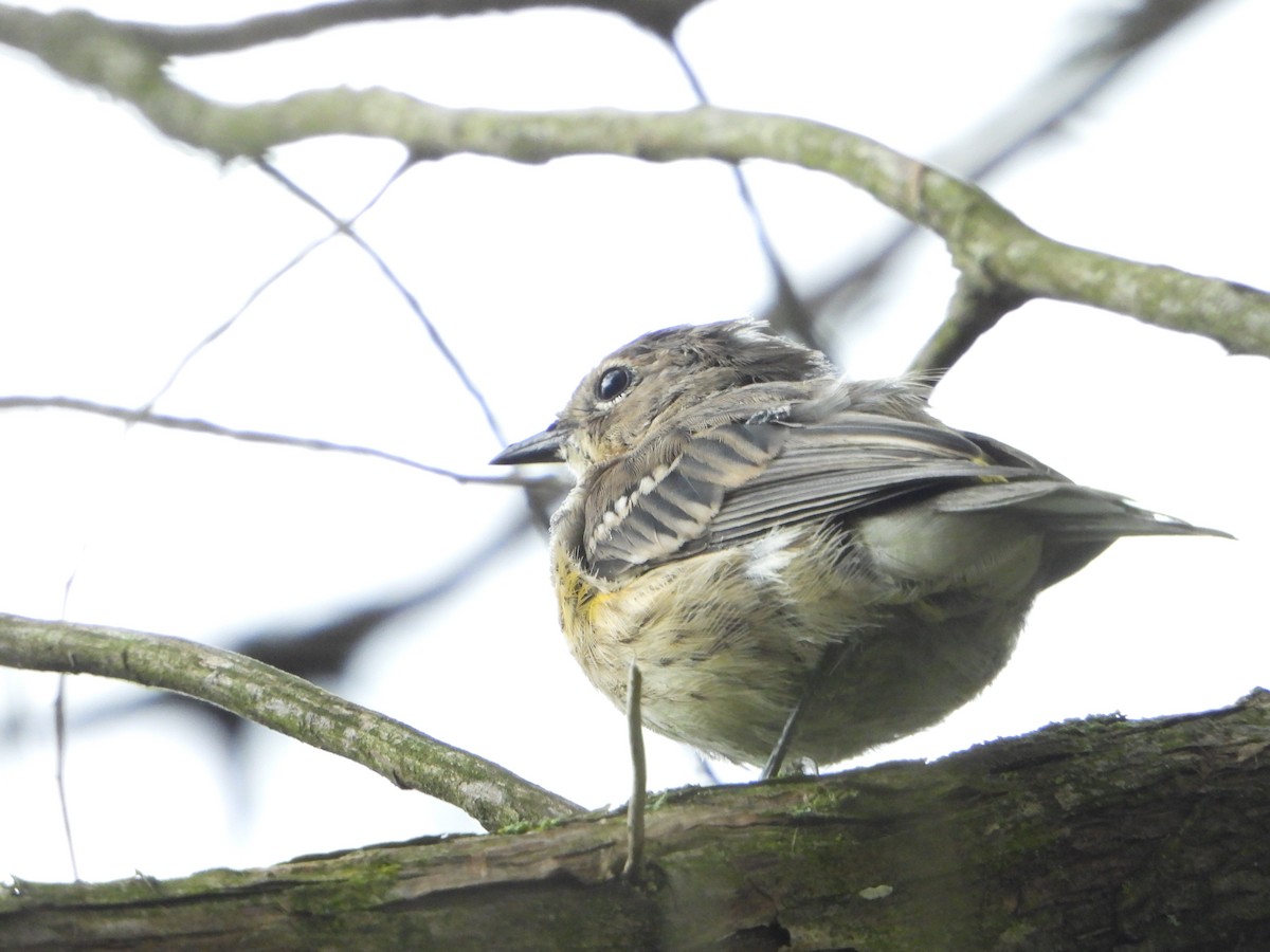 Пісняр-лісовик жовтогузий (підвид coronata) - ML624242036