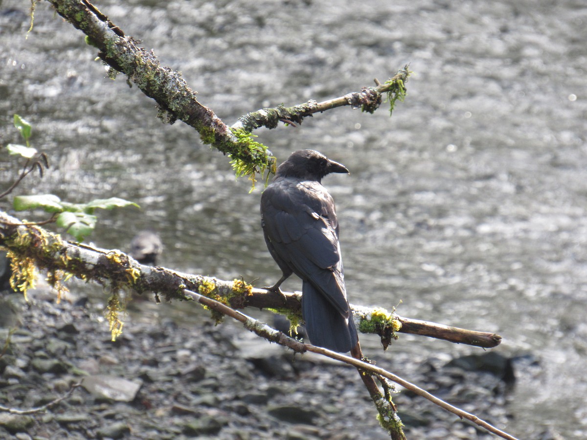 American Crow - ML624242084