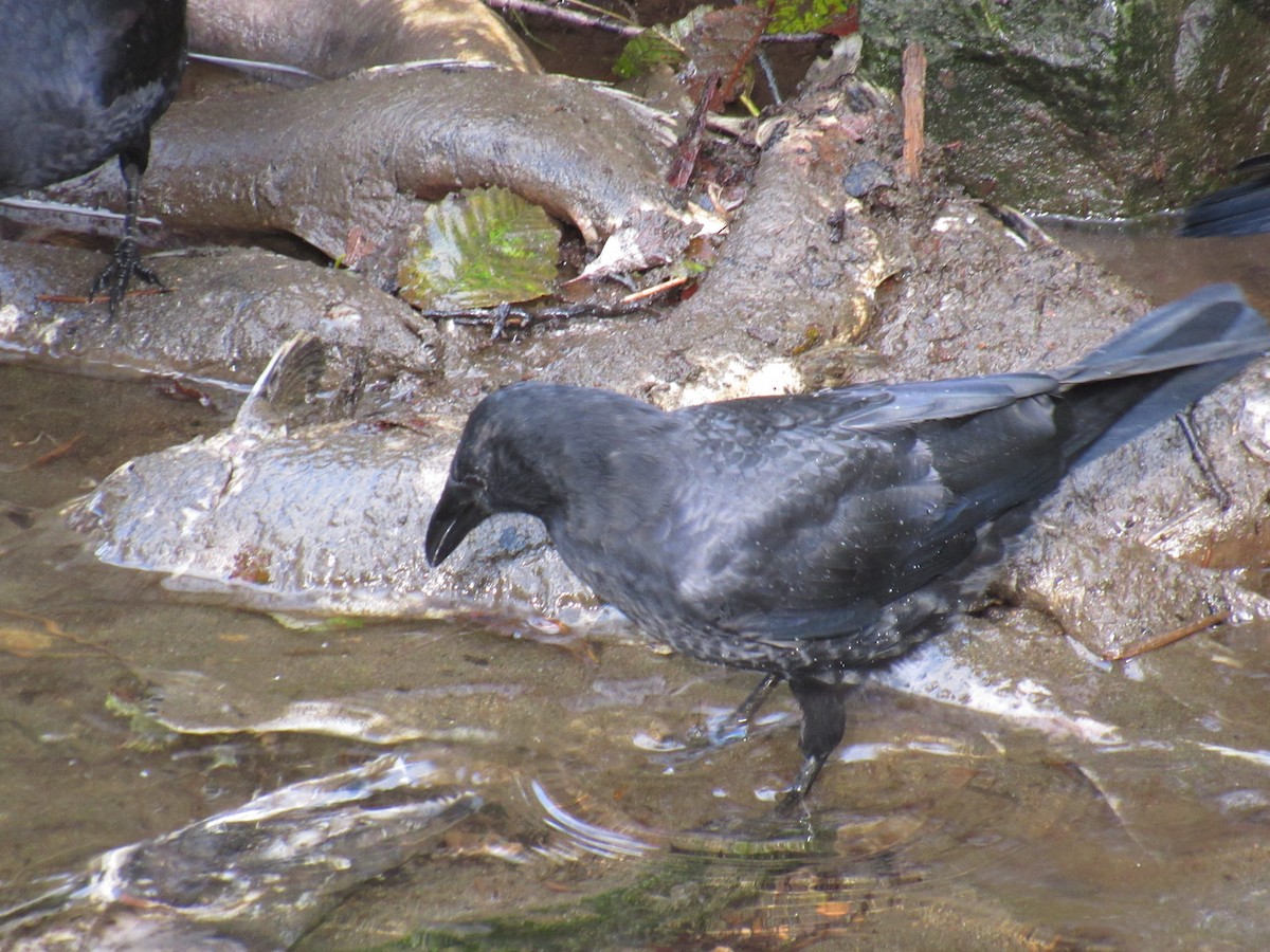 American Crow - ML624242086