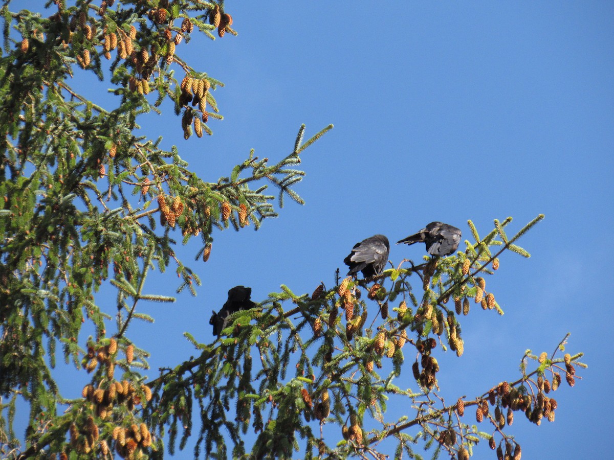 American Crow - Spectacled Redhead