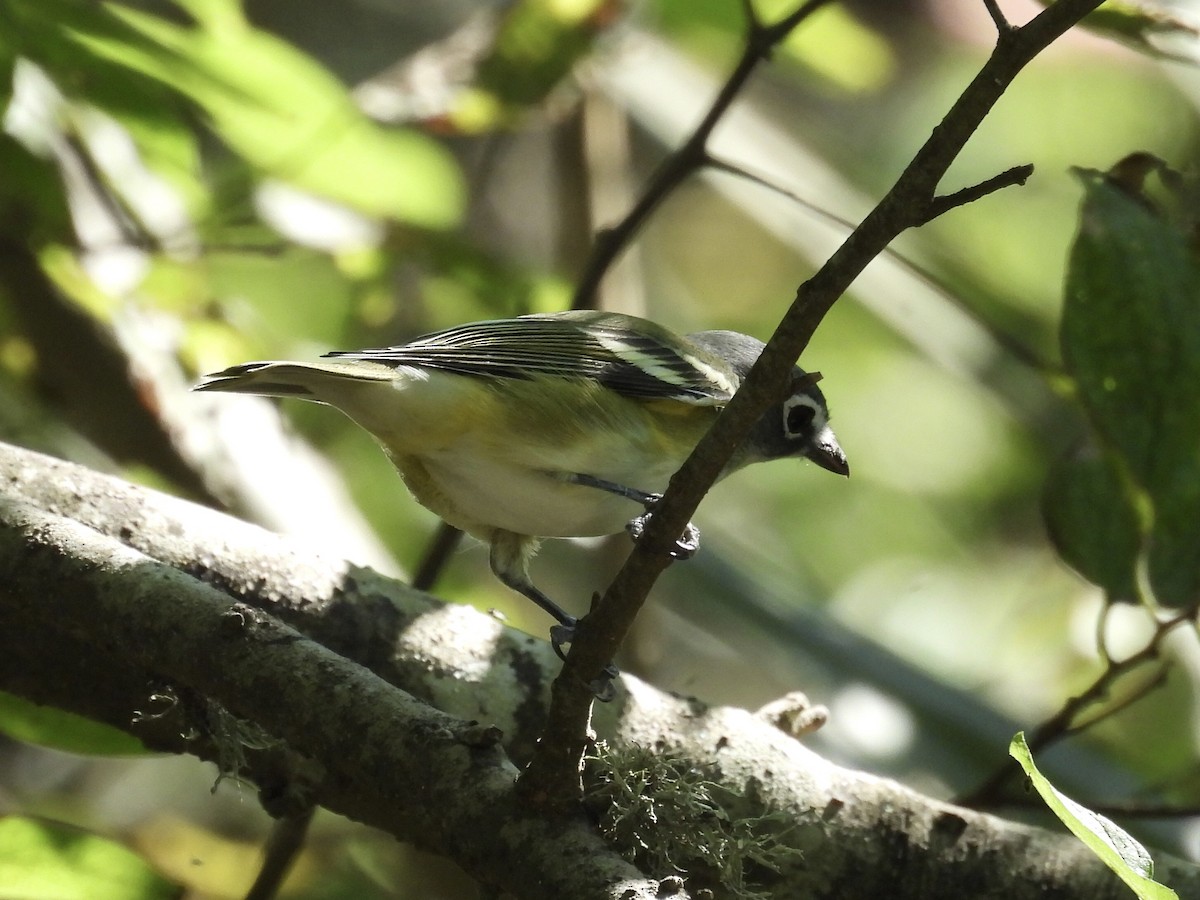 Blue-headed Vireo - Kevin Sitton