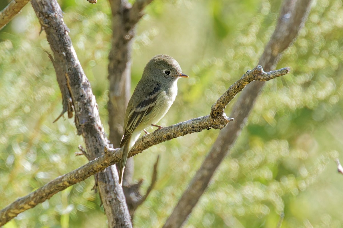 Hammond's/Dusky Flycatcher - ML624242135