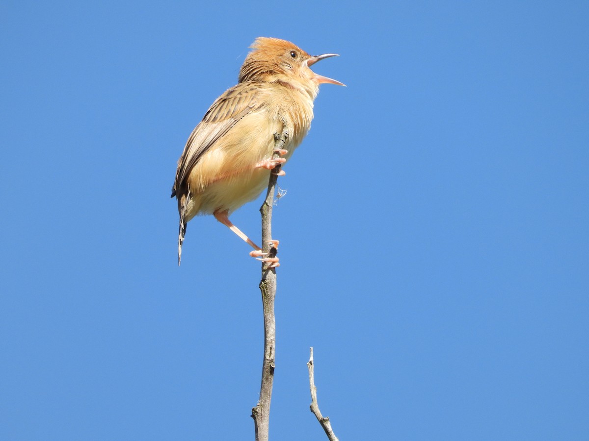 Cisticole à couronne dorée - ML624242152