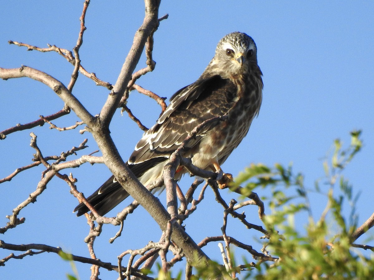 Mississippi Kite - ML624242176