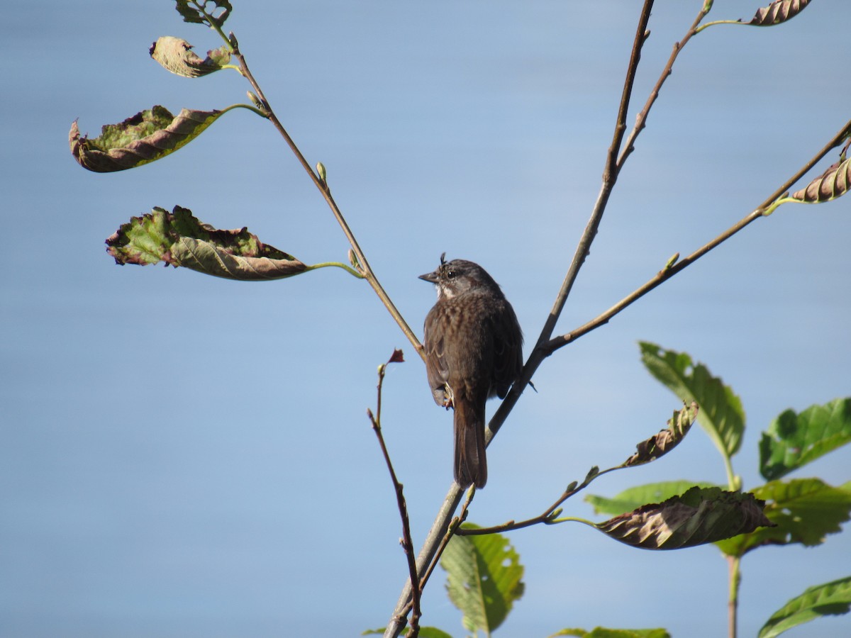 Song Sparrow - ML624242181