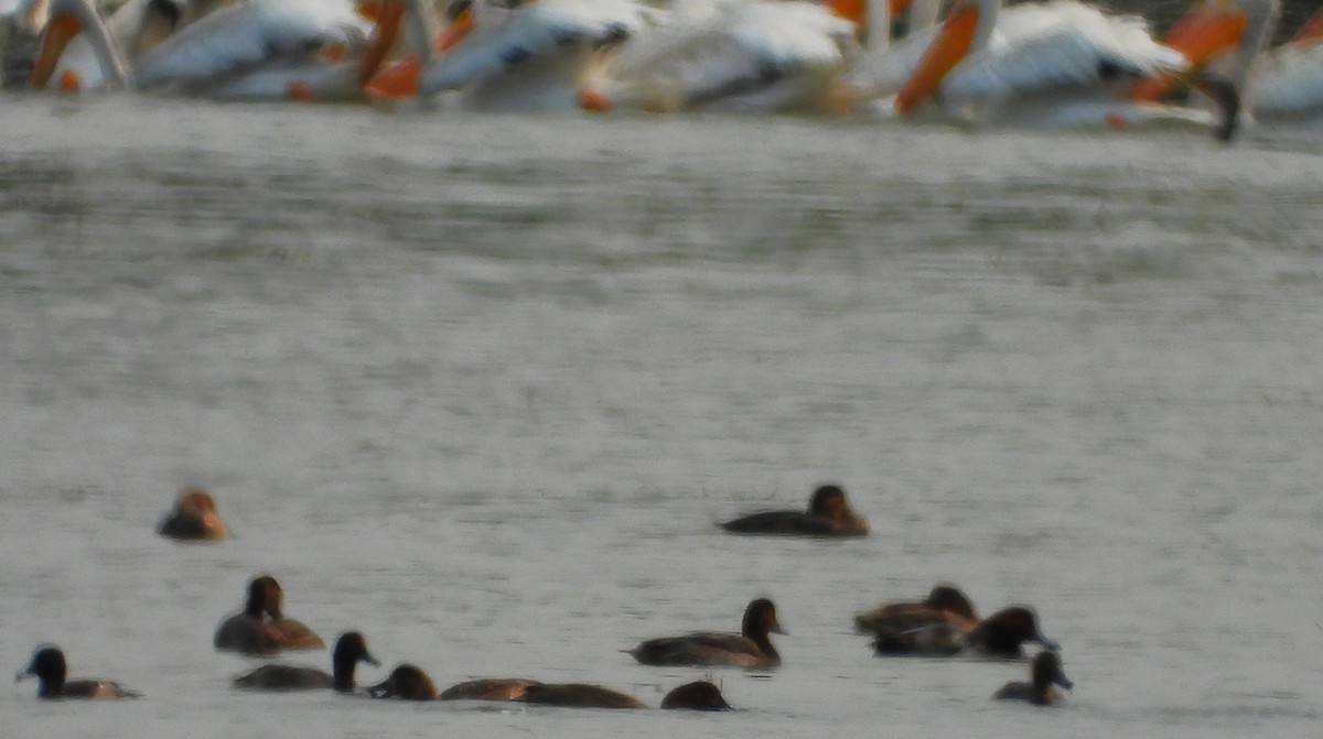 Canvasback - ML624242235