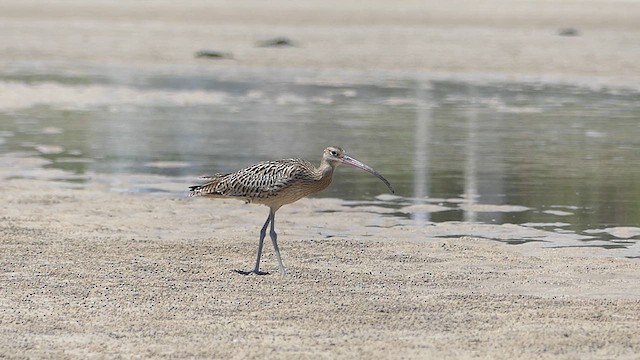 ダイシャクシギ - ML624242332