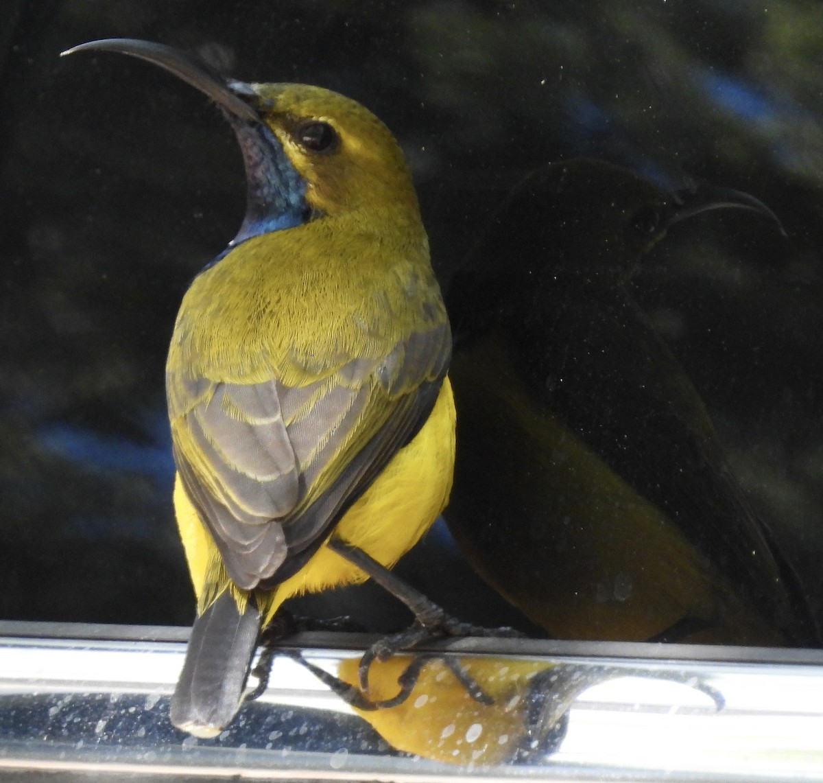 Sahul Sunbird - Maylene McLeod