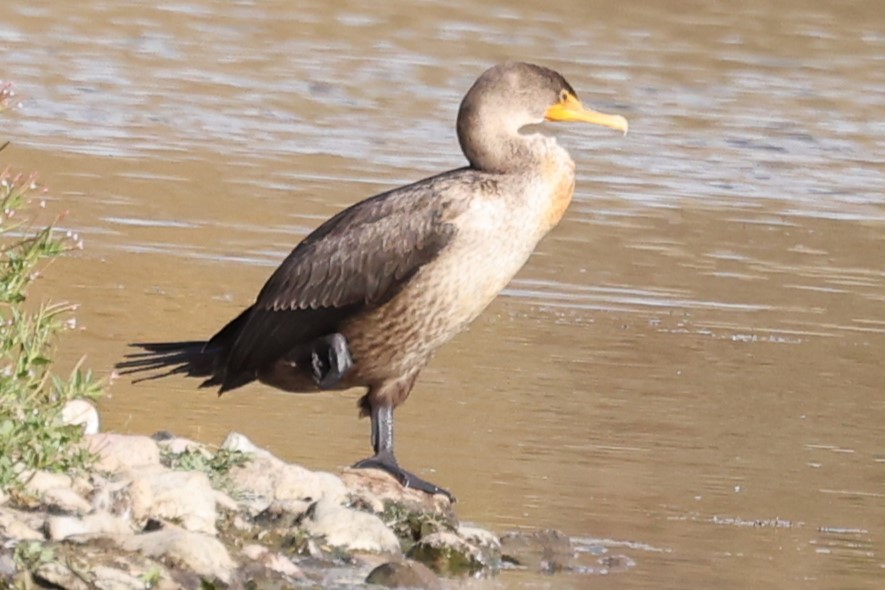 Double-crested Cormorant - ML624242373