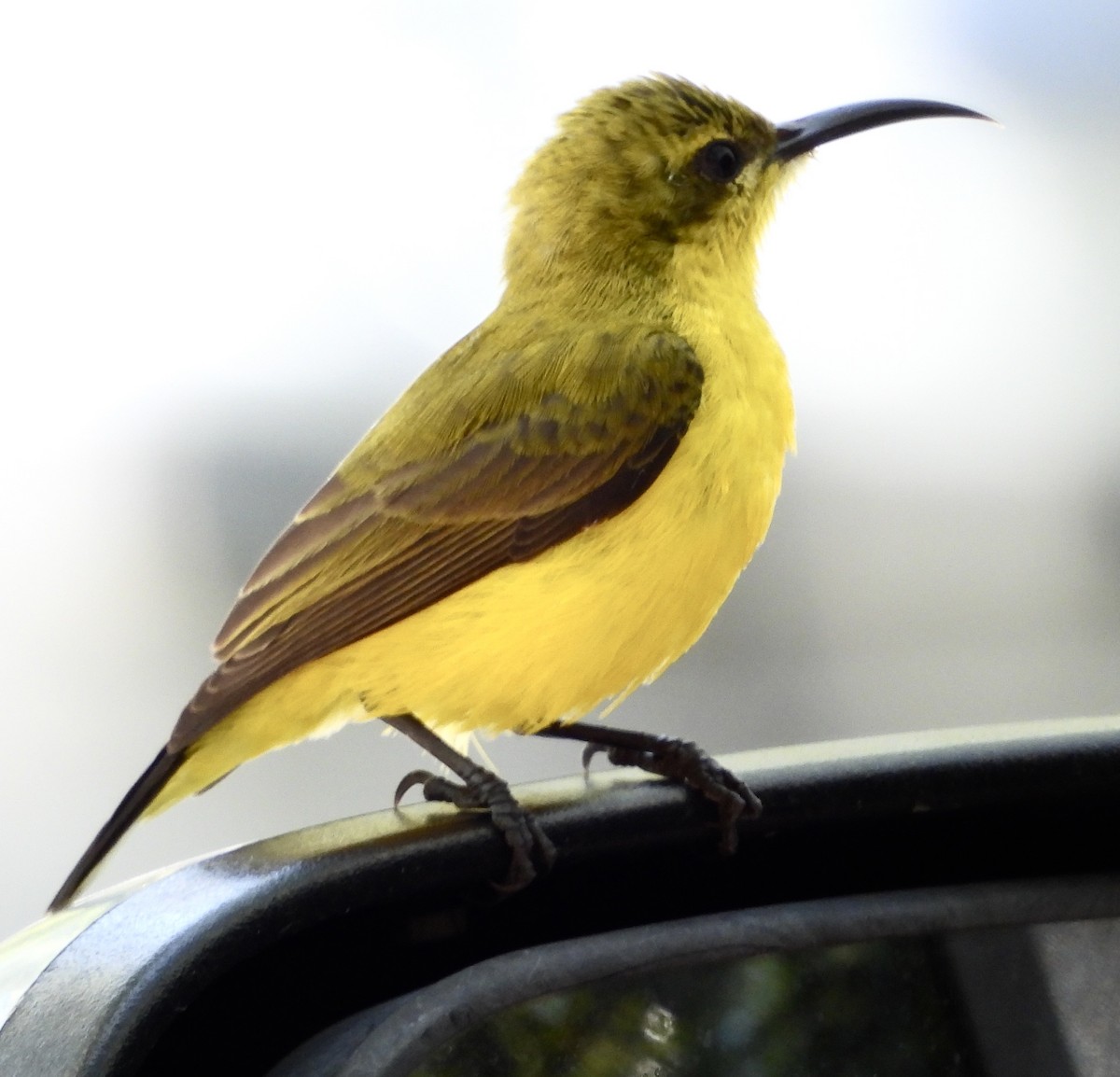 Sahul Sunbird - ML624242381