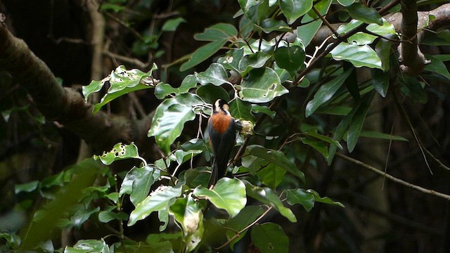 Varied Tit - ML624242399