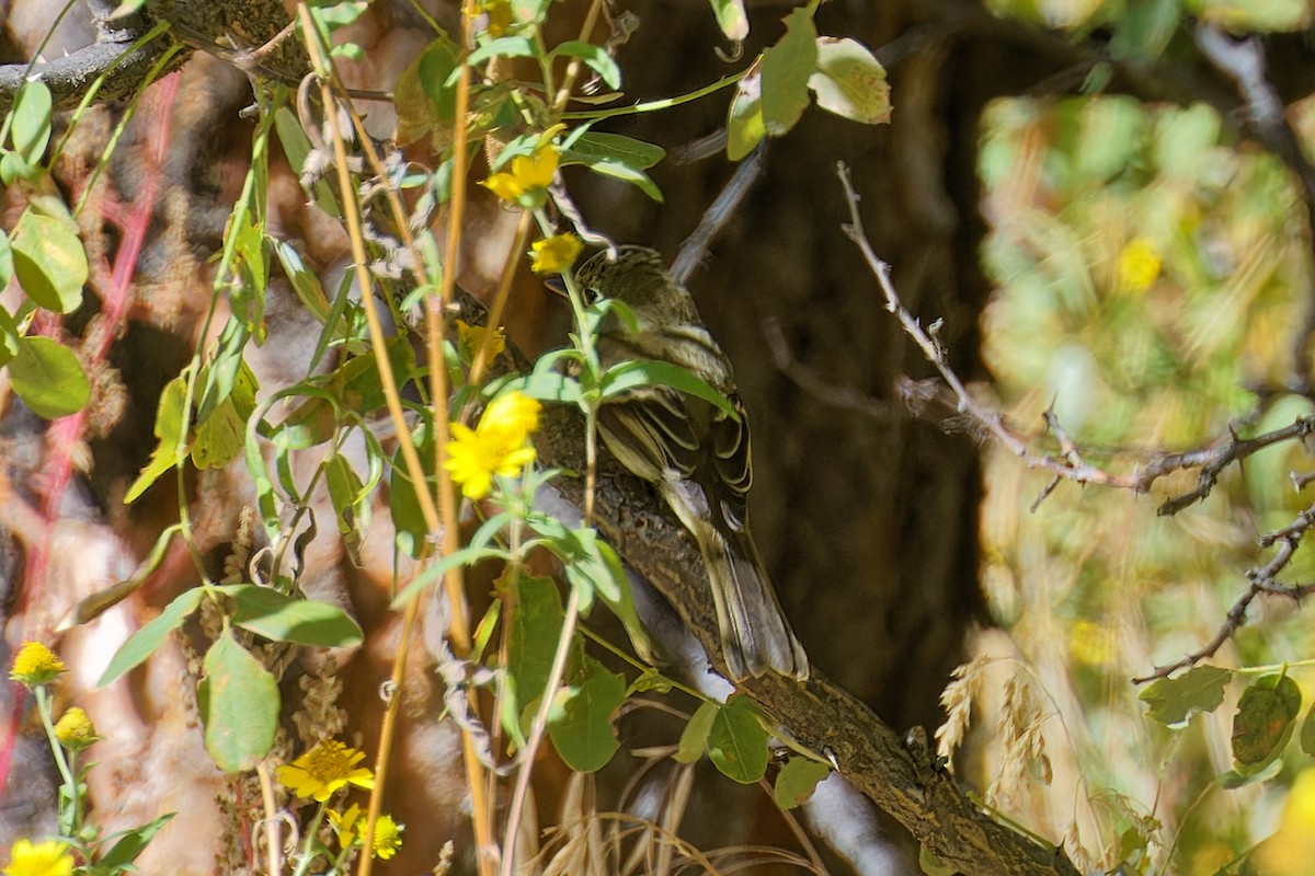 Hammond's/Dusky Flycatcher - ML624242428