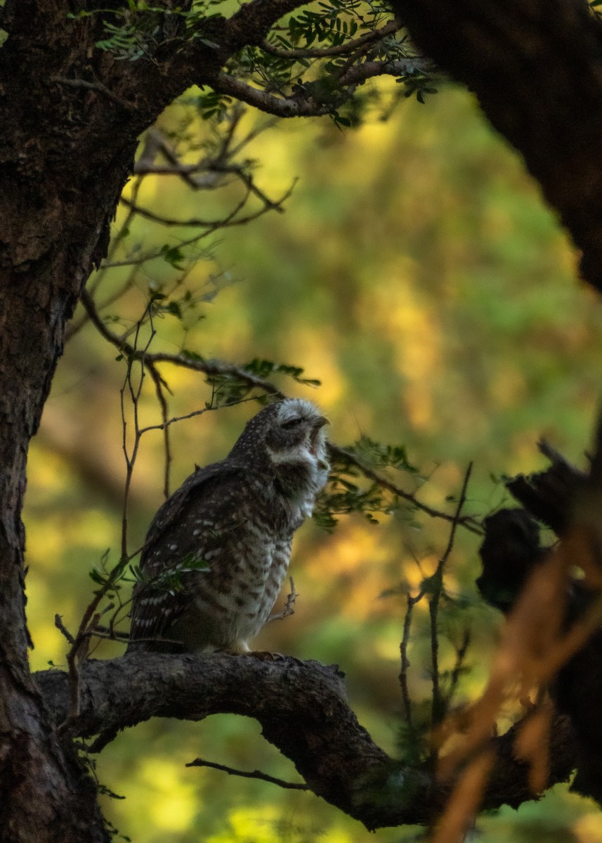 Spotted Owlet - ML624242454