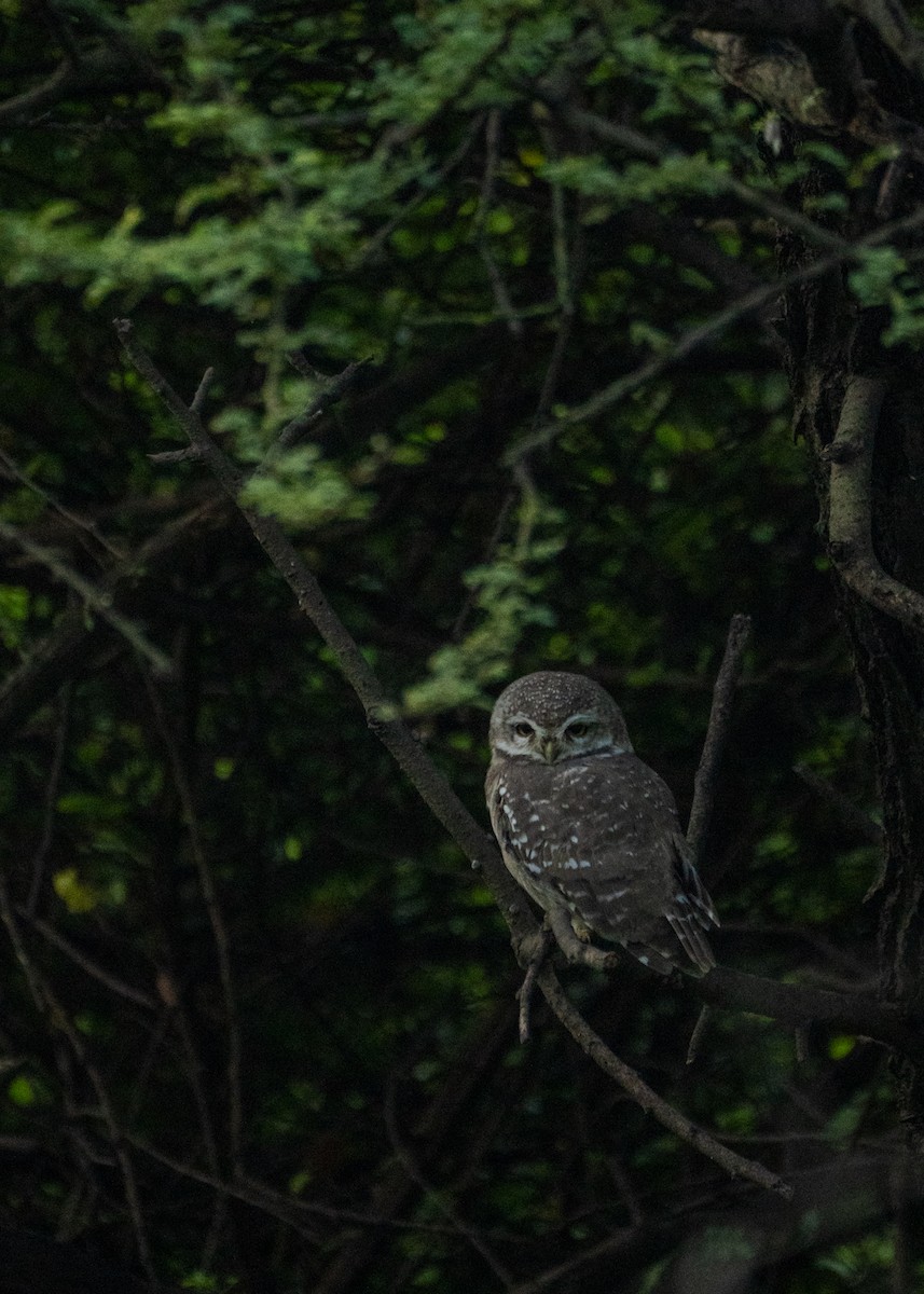 Spotted Owlet - ML624242455