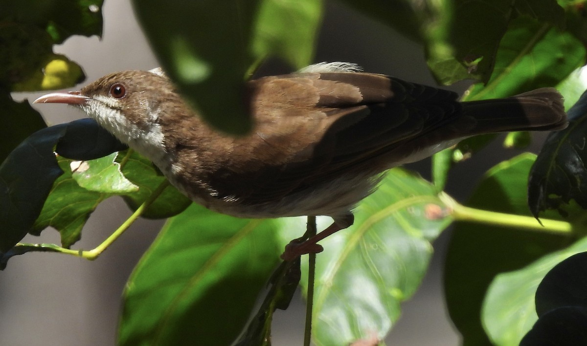 Brown-backed Honeyeater - ML624242461