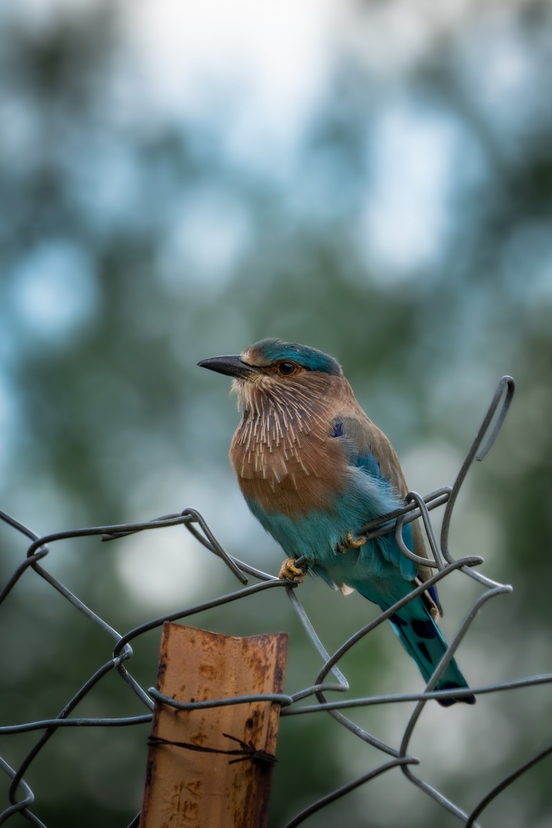 Indian Roller - ML624242487