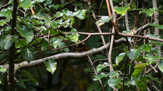 Varied Tit - ML624242488