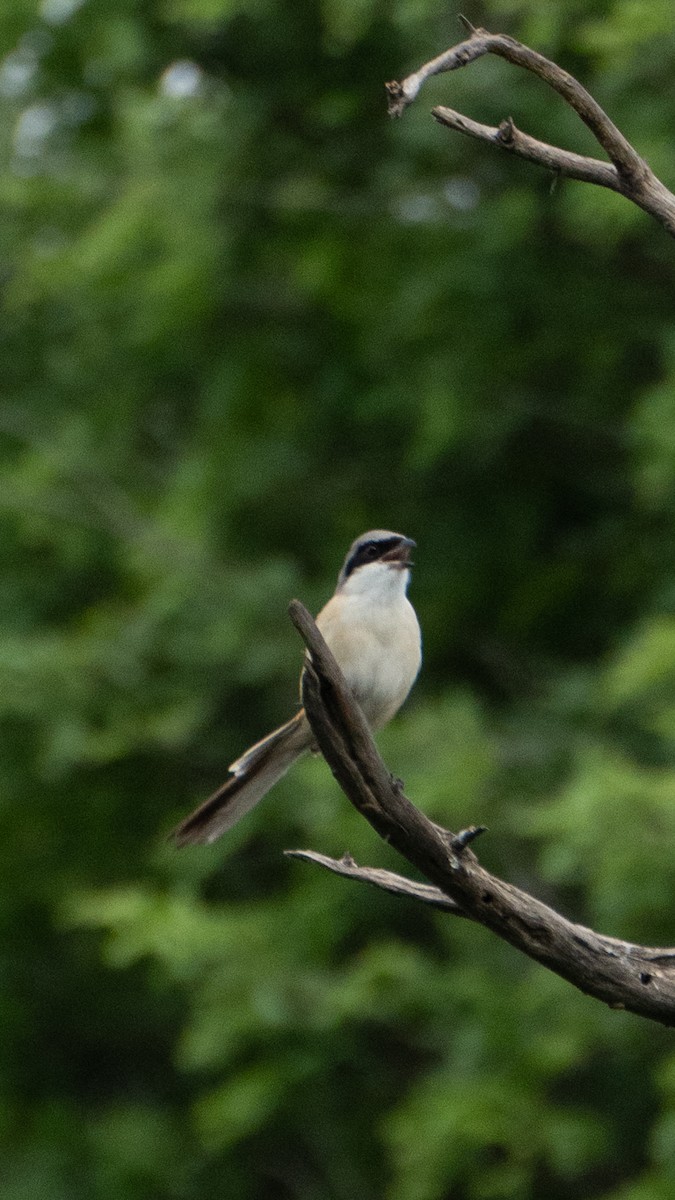 Bay-backed Shrike - ML624242492