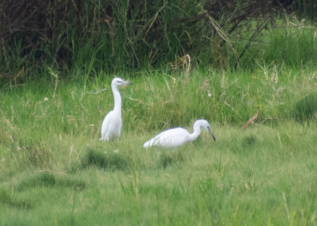 Little Blue Heron - ML624242505