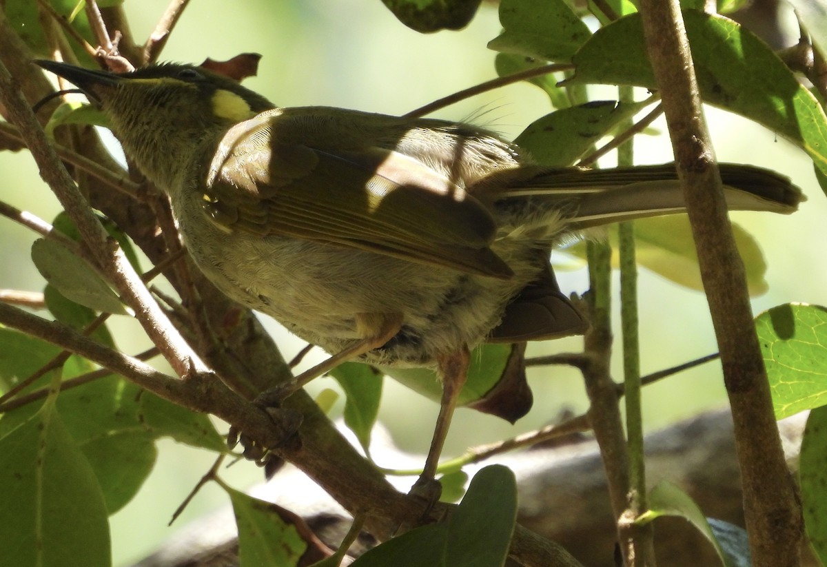 Yellow-spotted Honeyeater - ML624242508