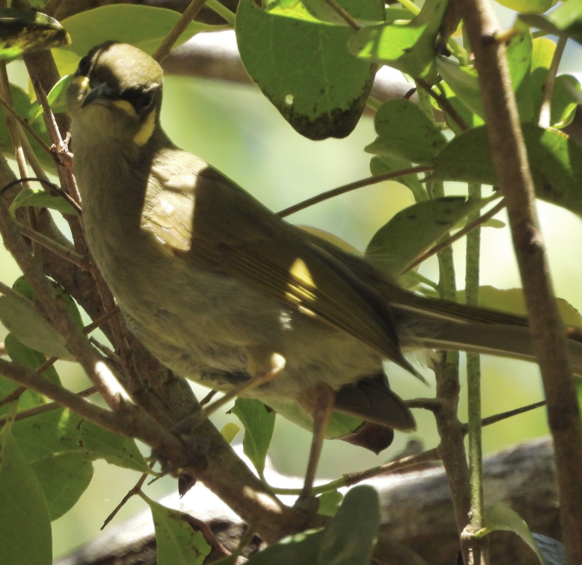 Yellow-spotted Honeyeater - ML624242509