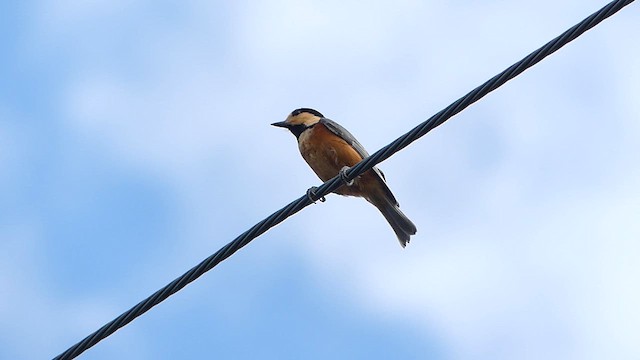 Varied Tit - ML624242518
