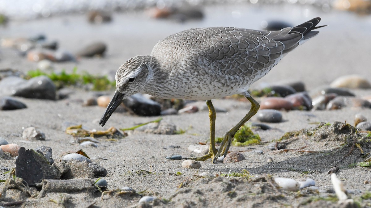 Red Knot - ML624242521