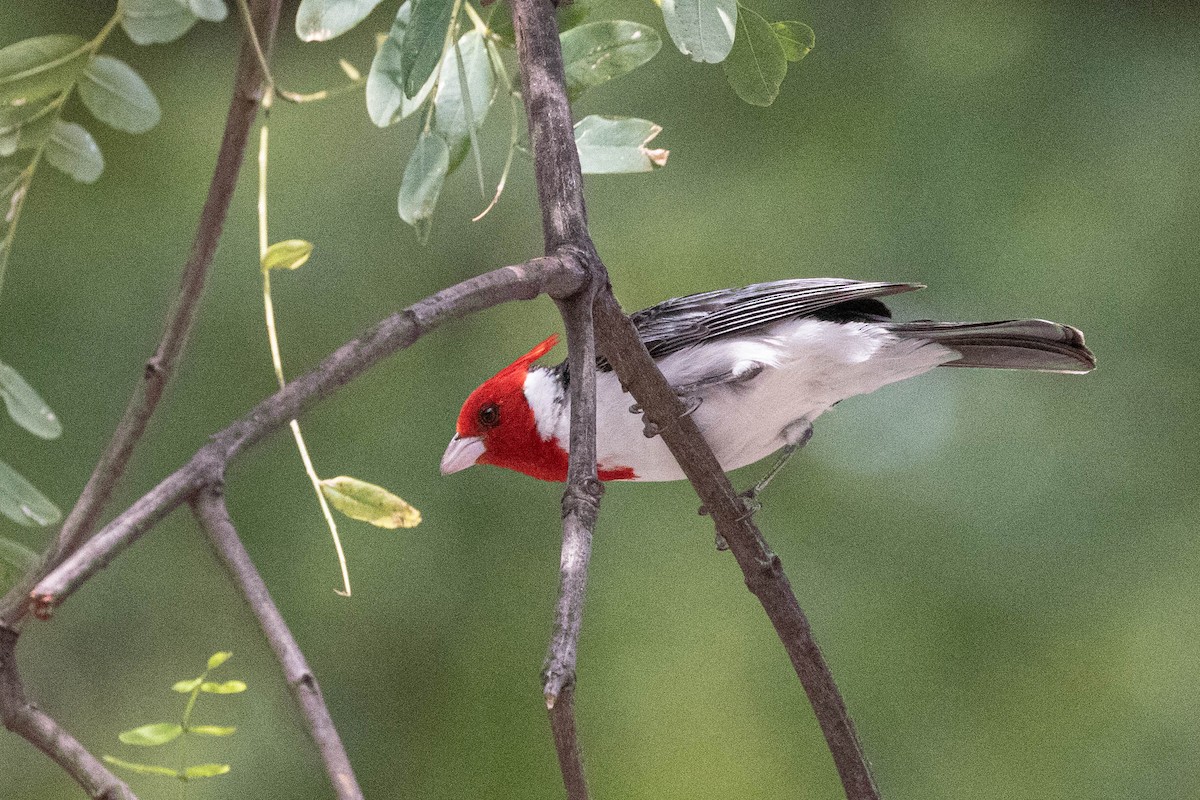 Red-crested Cardinal - ML624242531