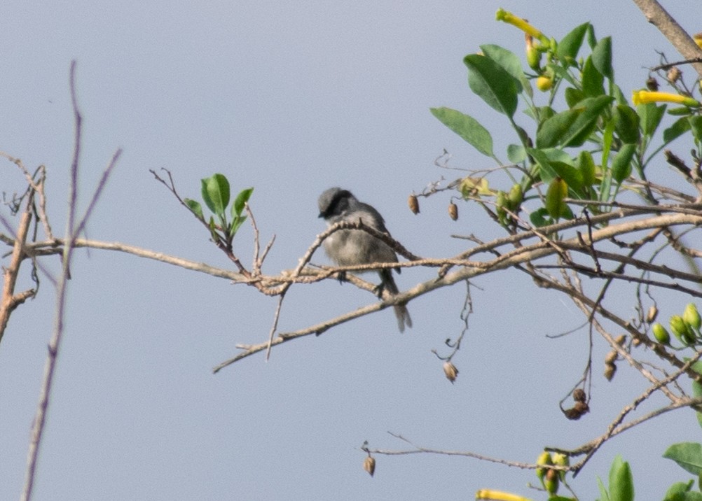 Bushtit (melanotis Group) - ML624242532