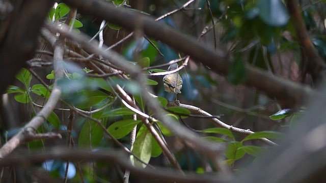 Sakhalin Leaf Warbler - ML624242534