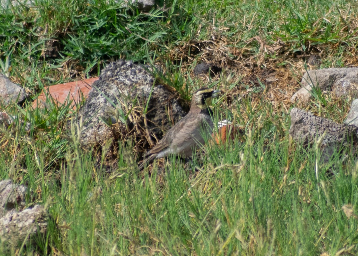 Horned Lark (Mexican) - ML624242535