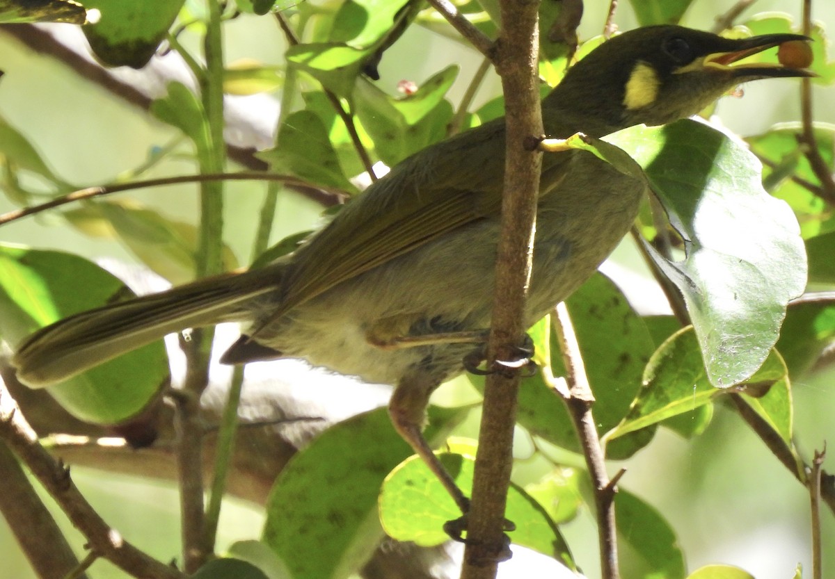 Yellow-spotted Honeyeater - ML624242539