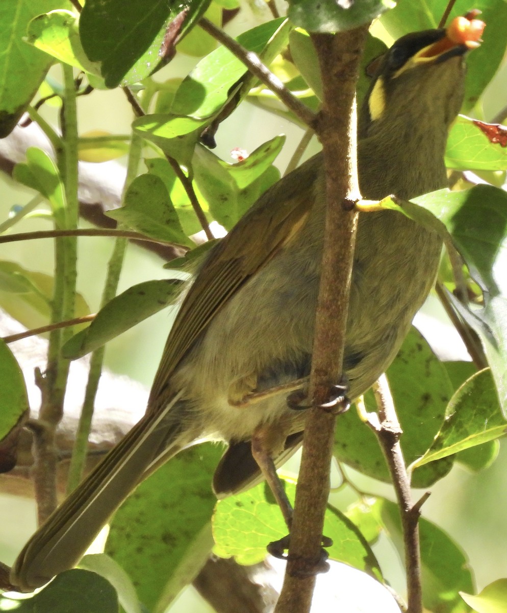 Yellow-spotted Honeyeater - ML624242545