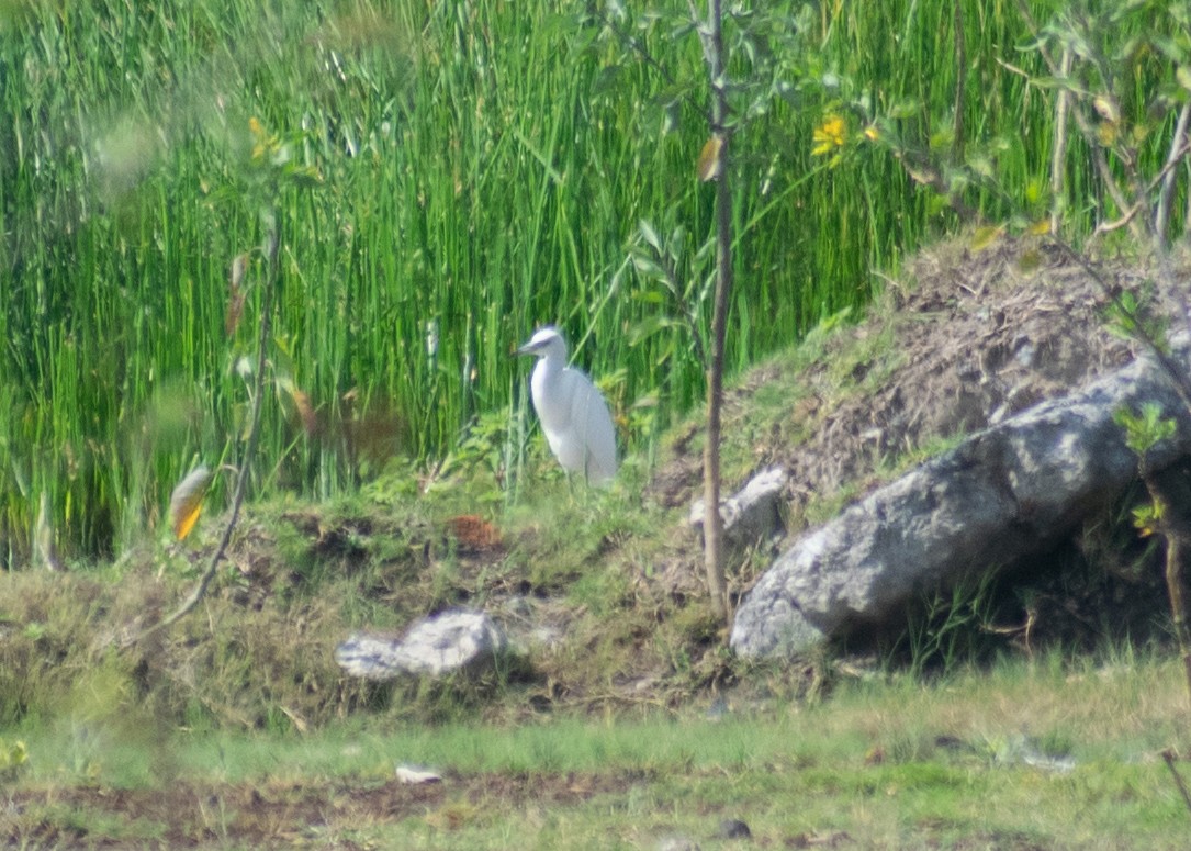 Little Blue Heron - ML624242546