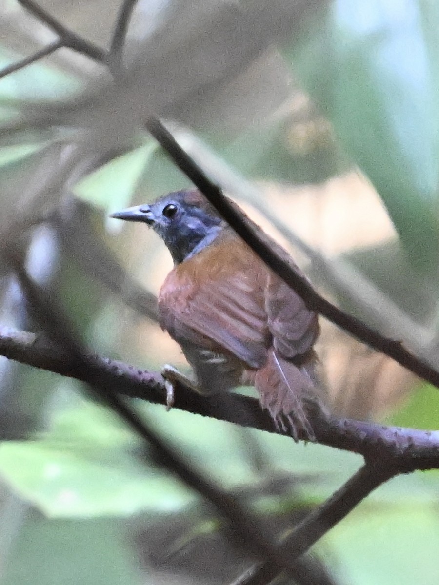 Chestnut-winged Babbler - ML624242556