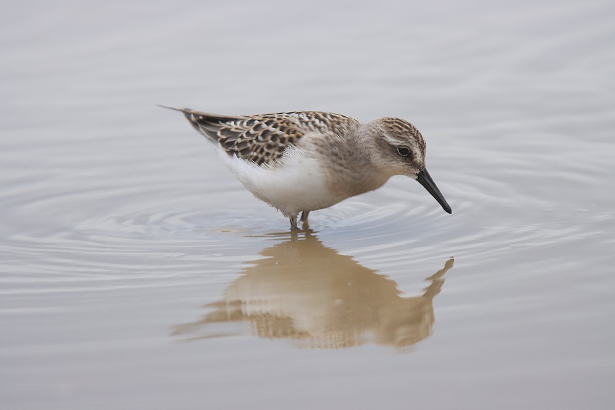 Semipalmated Sandpiper - ML624242560