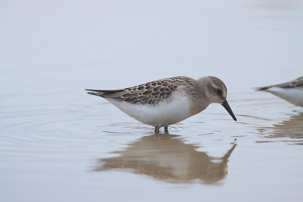 Semipalmated Sandpiper - ML624242561