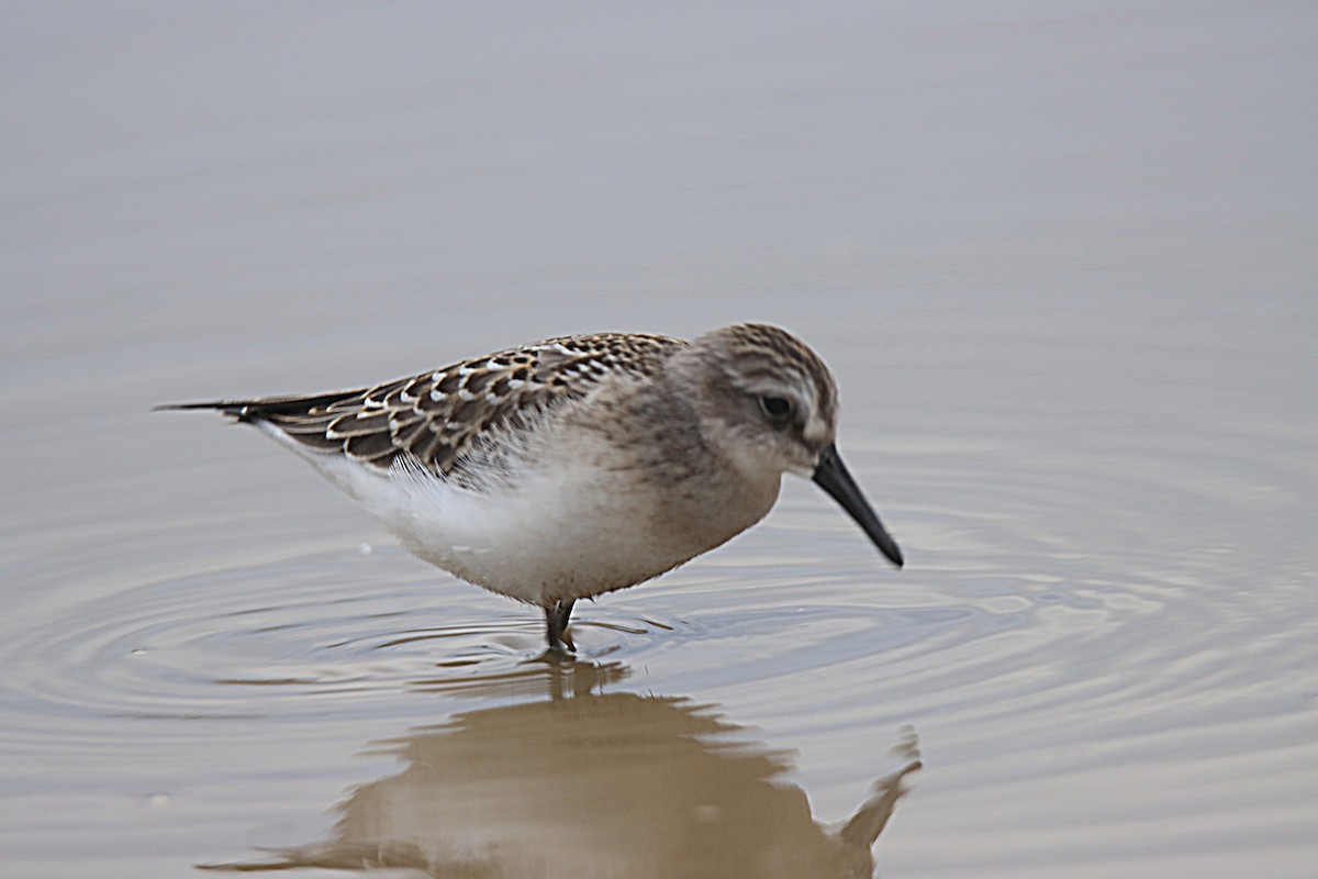 Semipalmated Sandpiper - ML624242562