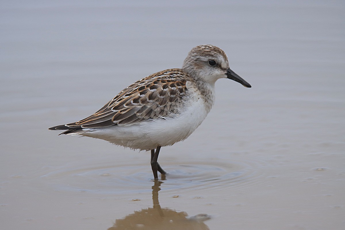 Semipalmated Sandpiper - ML624242563