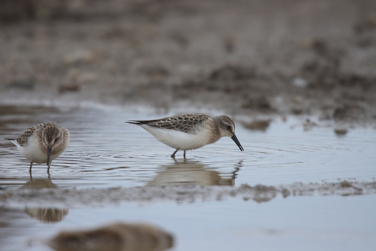 Semipalmated Sandpiper - ML624242565