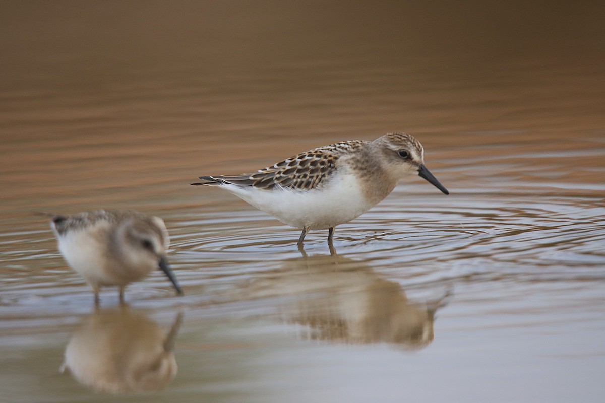 sandsnipe - ML624242566