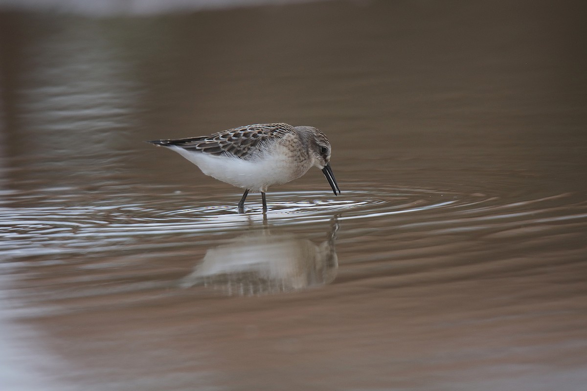 Semipalmated Sandpiper - ML624242567