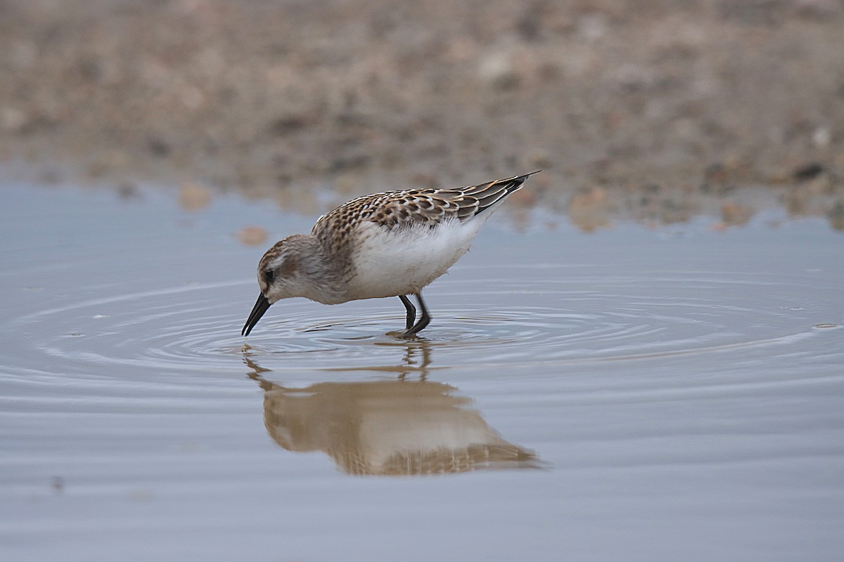 sandsnipe - ML624242568